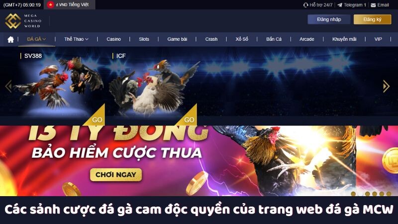 Các sảnh cược đá gà cam độc quyền của trang web đá gà MCW