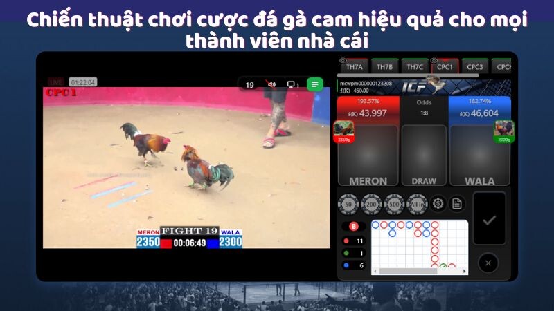 Chiến thuật chơi cược đá gà cam hiệu quả cho mọi thành viên nhà cái