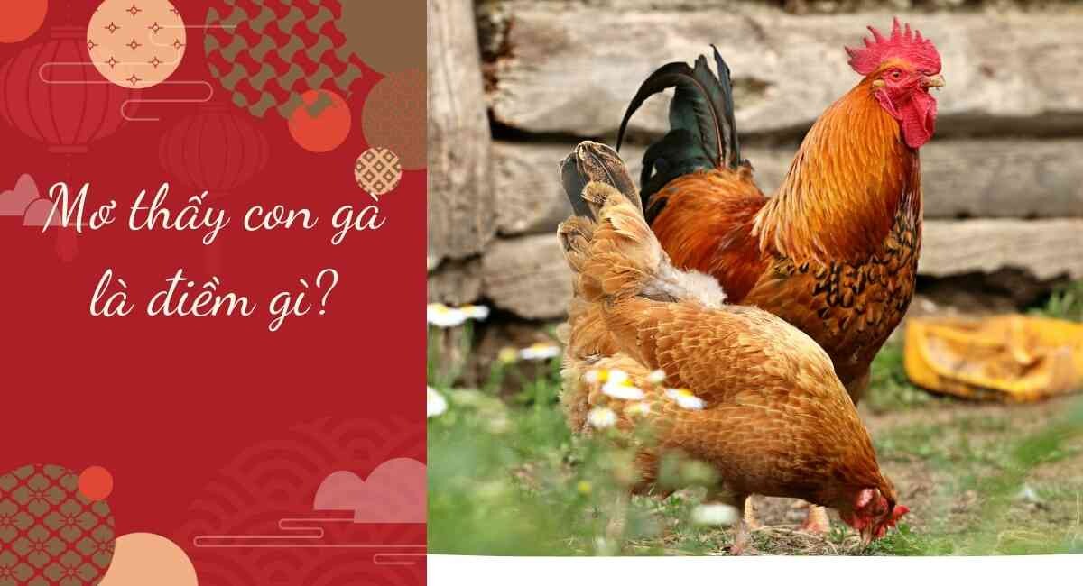 Mơ thấy gà mang đến điềm báo gì