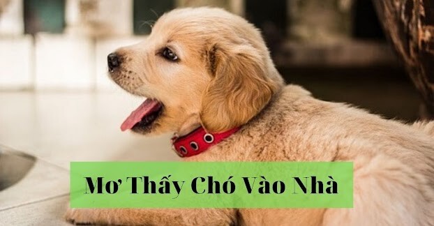 Mơ thấy chó vào nhà mang ý nghĩa gì